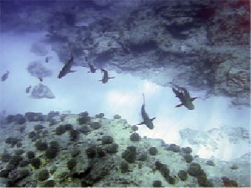 Galapagos shark school